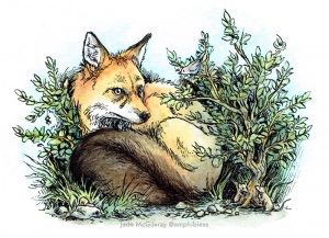 Fox in the Garden