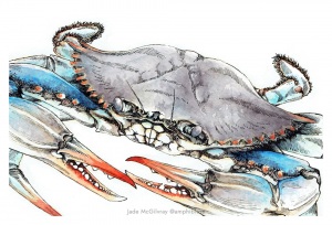 Blue Crab